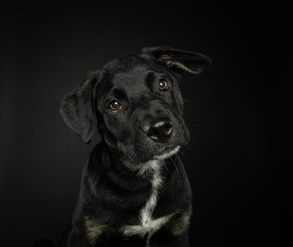 Seguros de mascotas que incluyen revisiones y chequeos