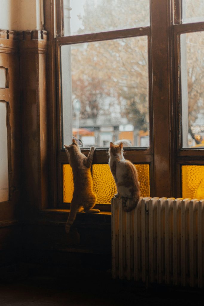 cobertura veterinaria