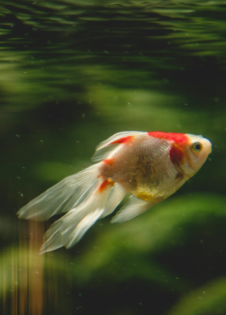 Es mejor un seguro barato o uno premium para mascotas