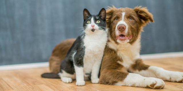 Comparar precios de seguros para tu perro o gato