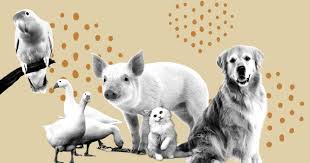 La nueva Ley de Bienestar Animal y su impacto en los seguros