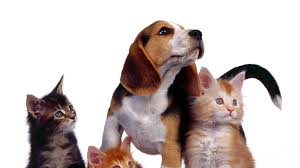 Precio Seguro Mascotas