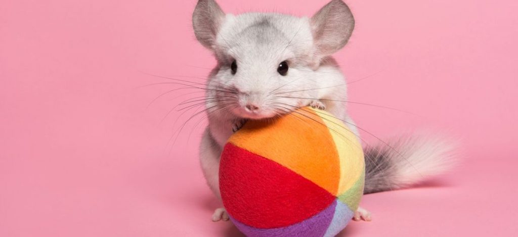 Precio Seguro Mascotas