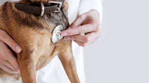 Seguro de accidentes para perros