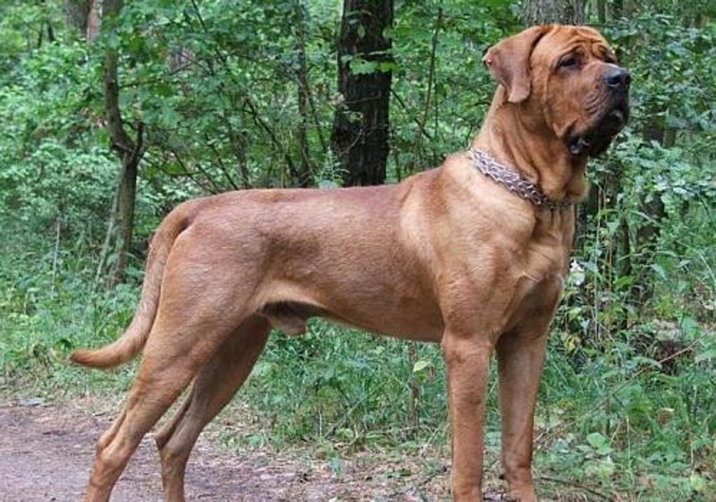 Seguro obligatorio para perros de raza peligrosa