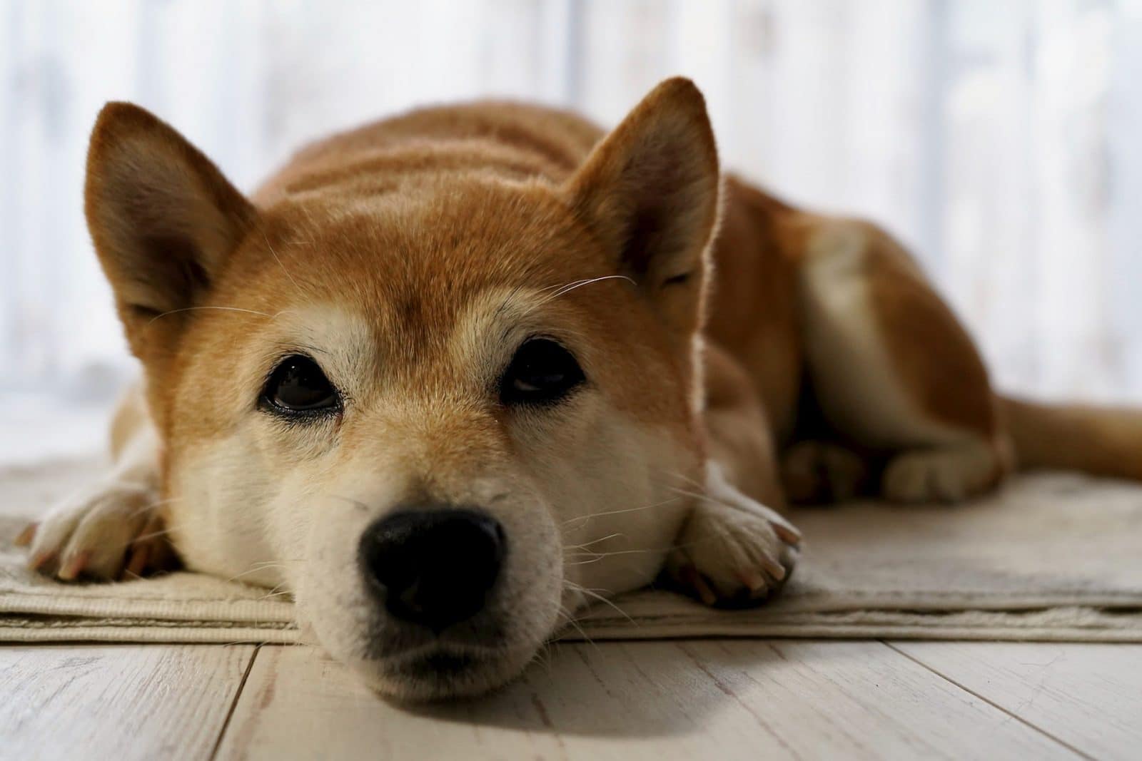Seguro obligatorio para perros de raza peligrosa
