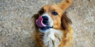 Seguro para perros mestizos