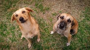 Seguro para perros mestizos