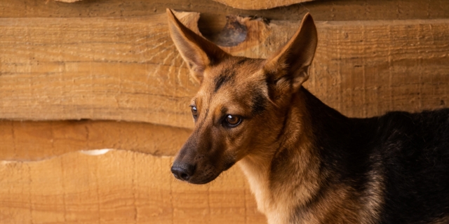 Seguro para perros mestizos