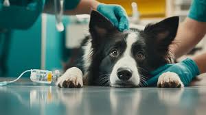 Seguro para perros pequeños