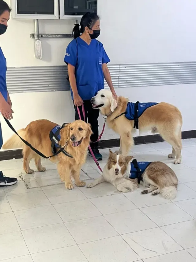  Seguros de mascotas que cubren hospitalización