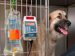 Seguros de mascotas que cubren hospitalización