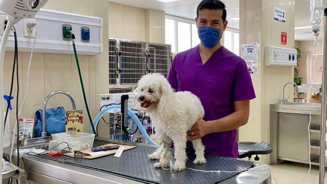  Seguros de mascotas que cubren hospitalización