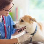 Seguros mascotas con fisioterapia y rehabilitación