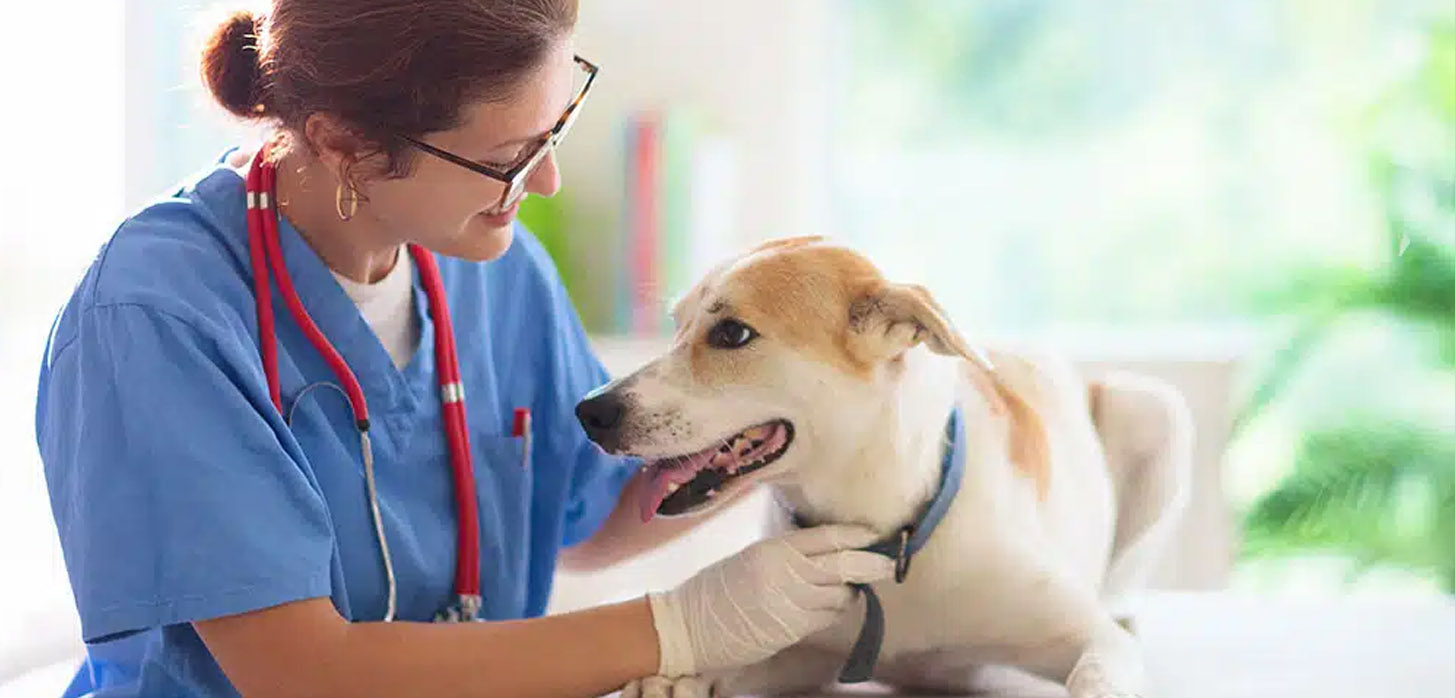 Seguros mascotas con fisioterapia y rehabilitación