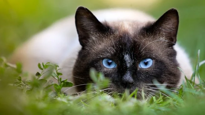 Seguro para gatos mayores