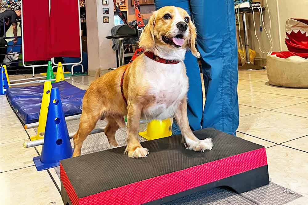 Seguros mascotas con fisioterapia y rehabilitación
