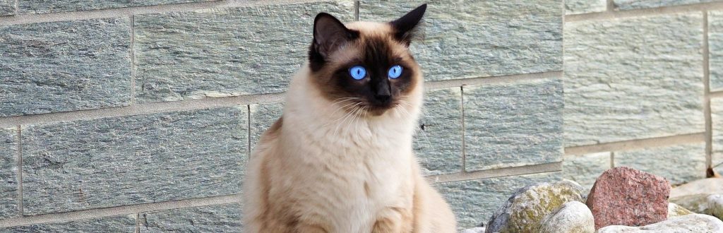 Seguro para gatos siameses