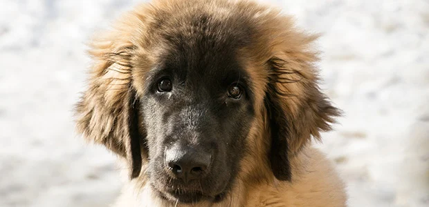 Seguro obligatorio para perros. Raza perro Leonberguer