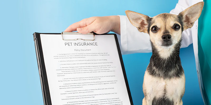 Documentación necesaria para contratar el seguro obligatorio de mascotas