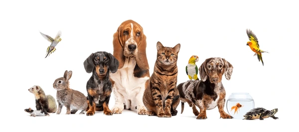 seguro para mascotas