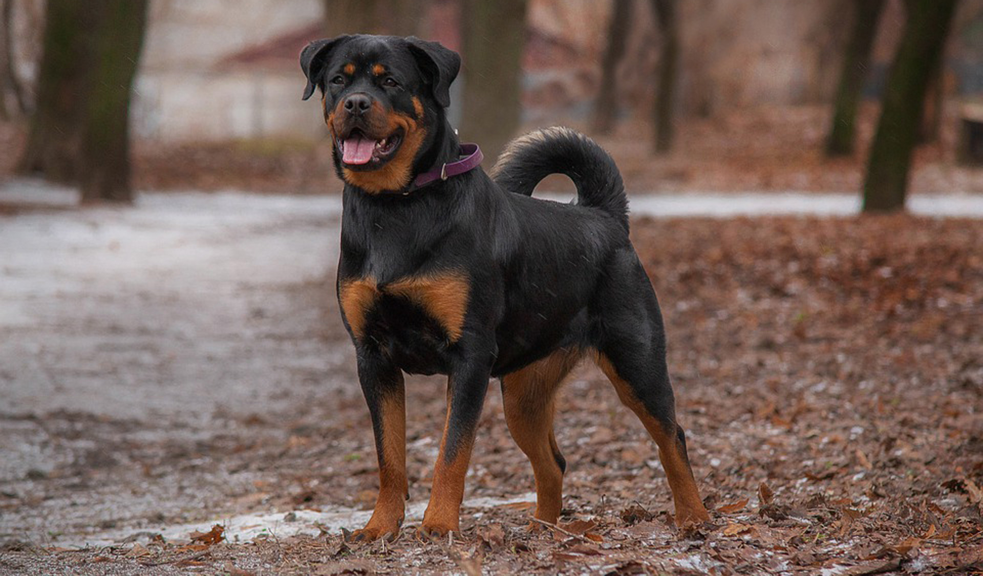 seguro para perros peligrosos