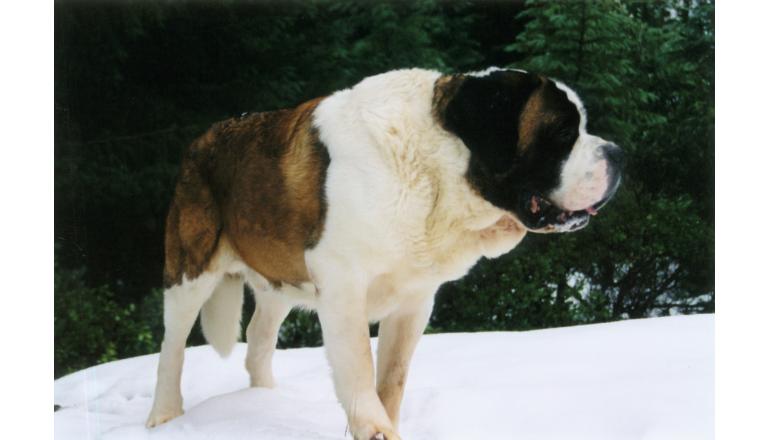 seguro para perros grandes