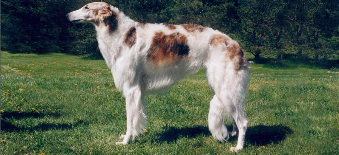 seguro para perros grandes