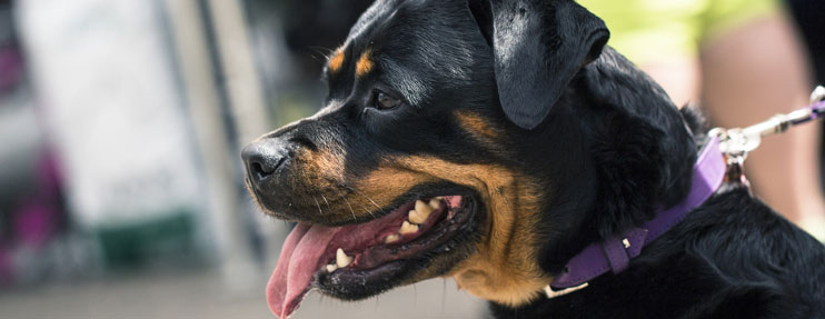 seguro para perros peligrosos