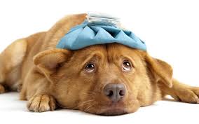 Testimonios reales en España