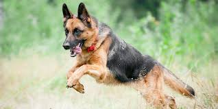 Seguro para Pastores Alemanes en España