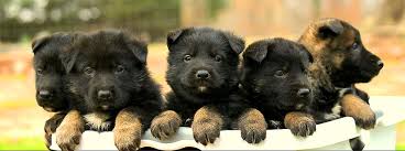 Seguro para Pastores Alemanes en España