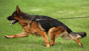 Seguro para Pastores Alemanes en España